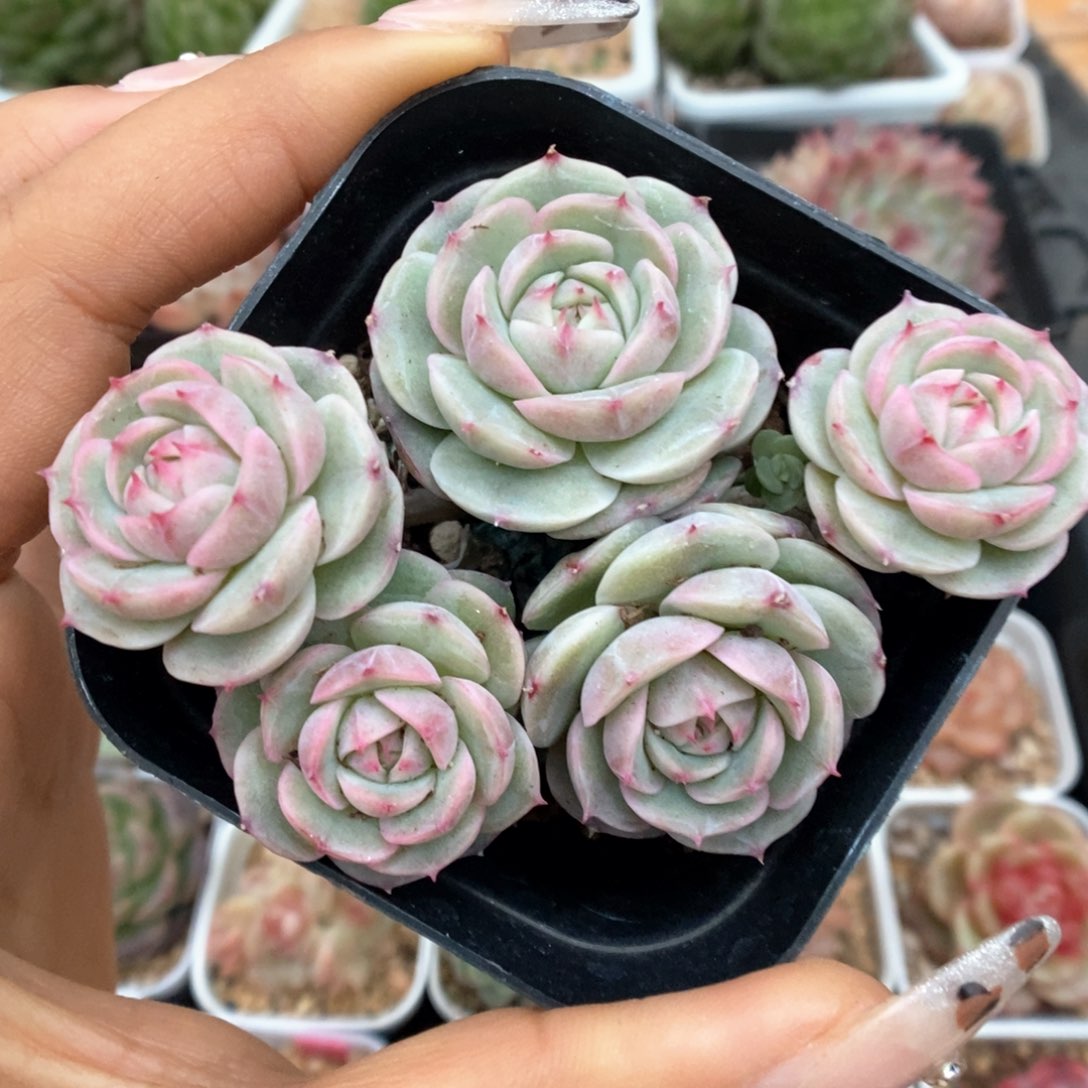 白芷珍妮群生可拍9475号。