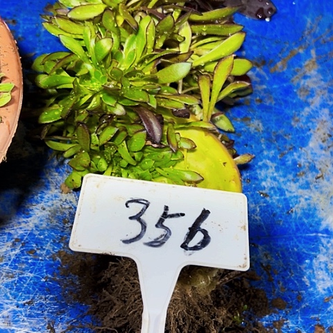 多肉植物黑法师缀花