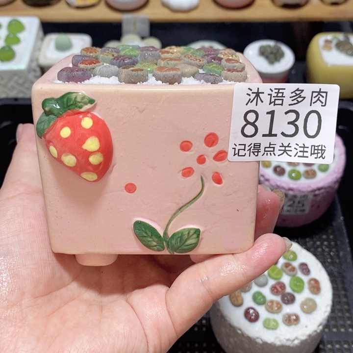 带盆土植物 精美盆栽8130