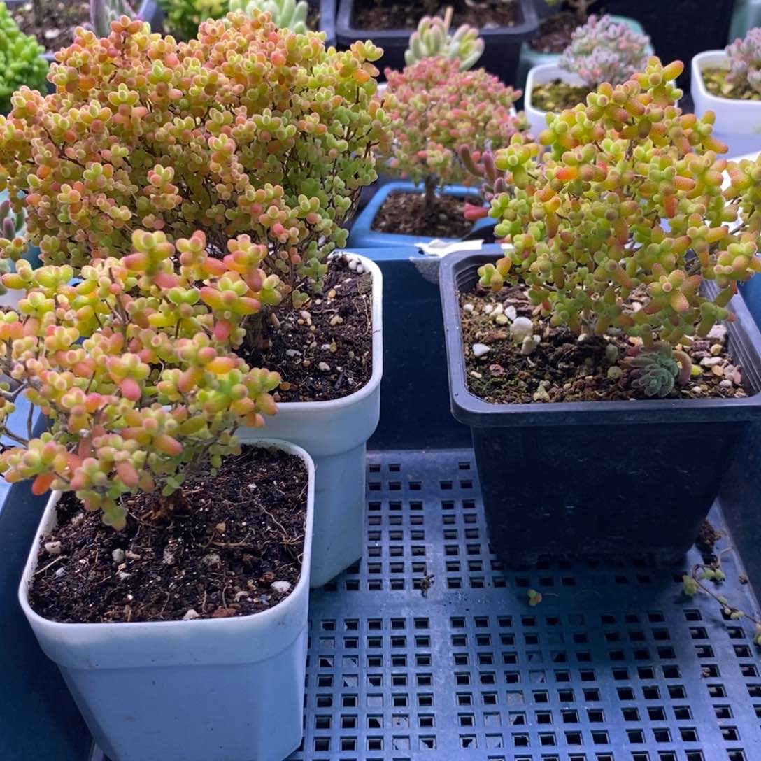 秋***,27三颗福利。      