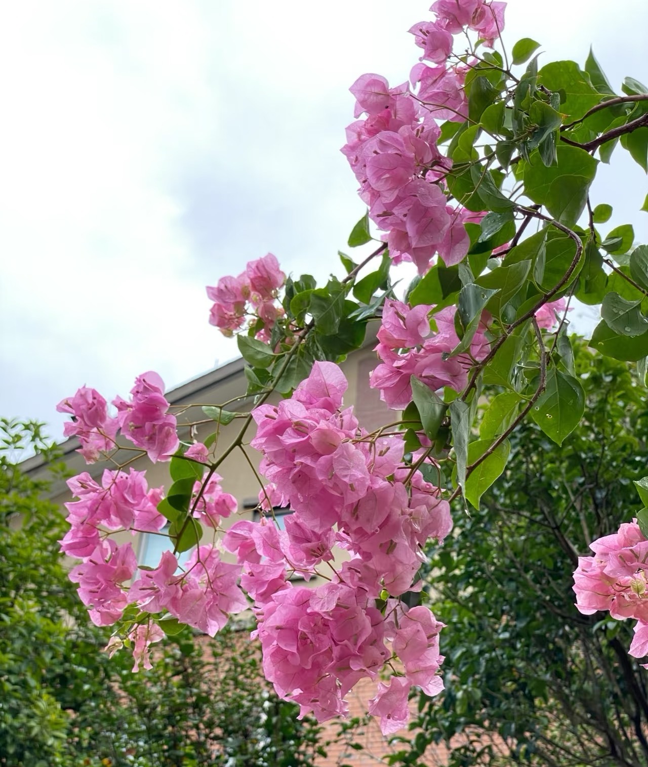 【红粉佳人】 仙粉色勤花四季耐活室内外观赏三角梅