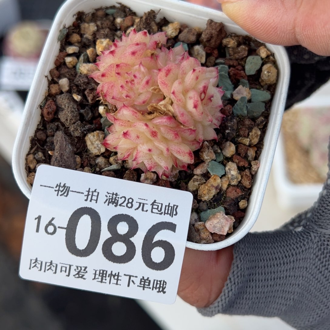 小脸麦多肉多肉多肉