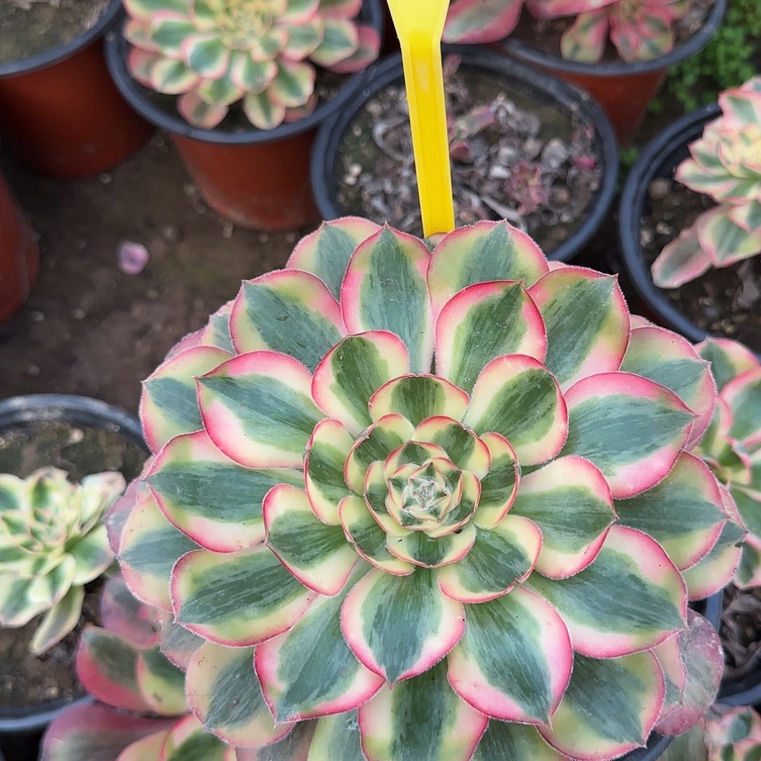 4083--爱丽丝多头多肉