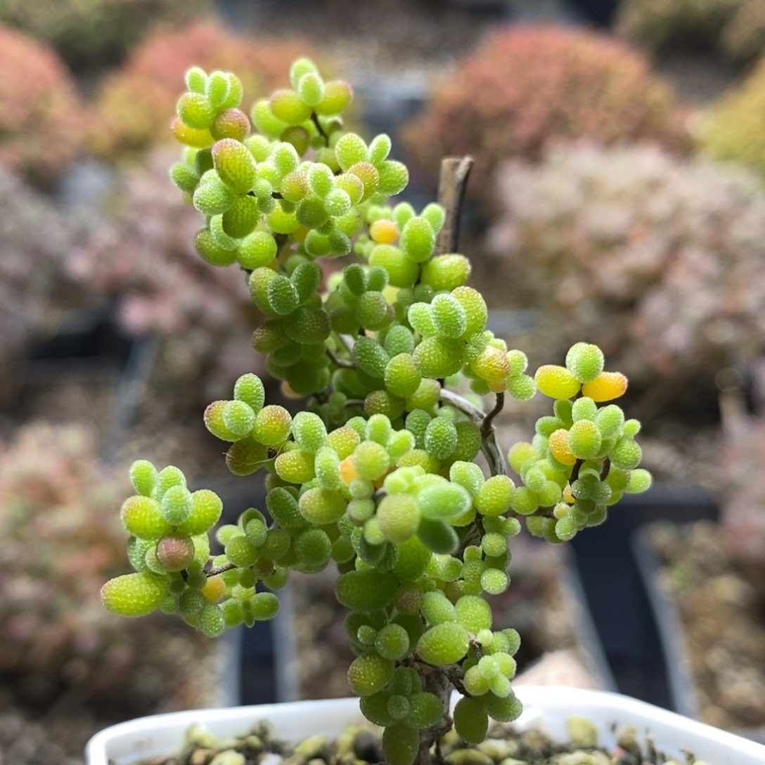 蜜橘糖球4994枝干番杏