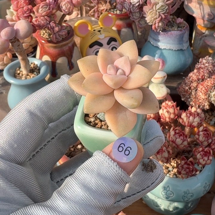 66 多肉含盆土30元包 除偏远