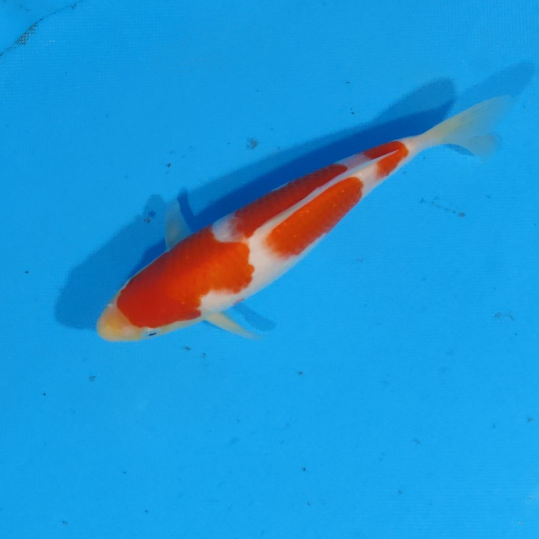 锦鲤可代26国产赛21公分手术过