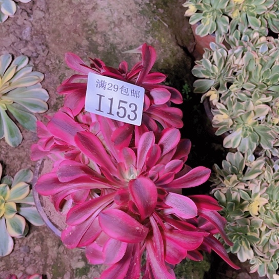 1153美杜莎缀多肉植物