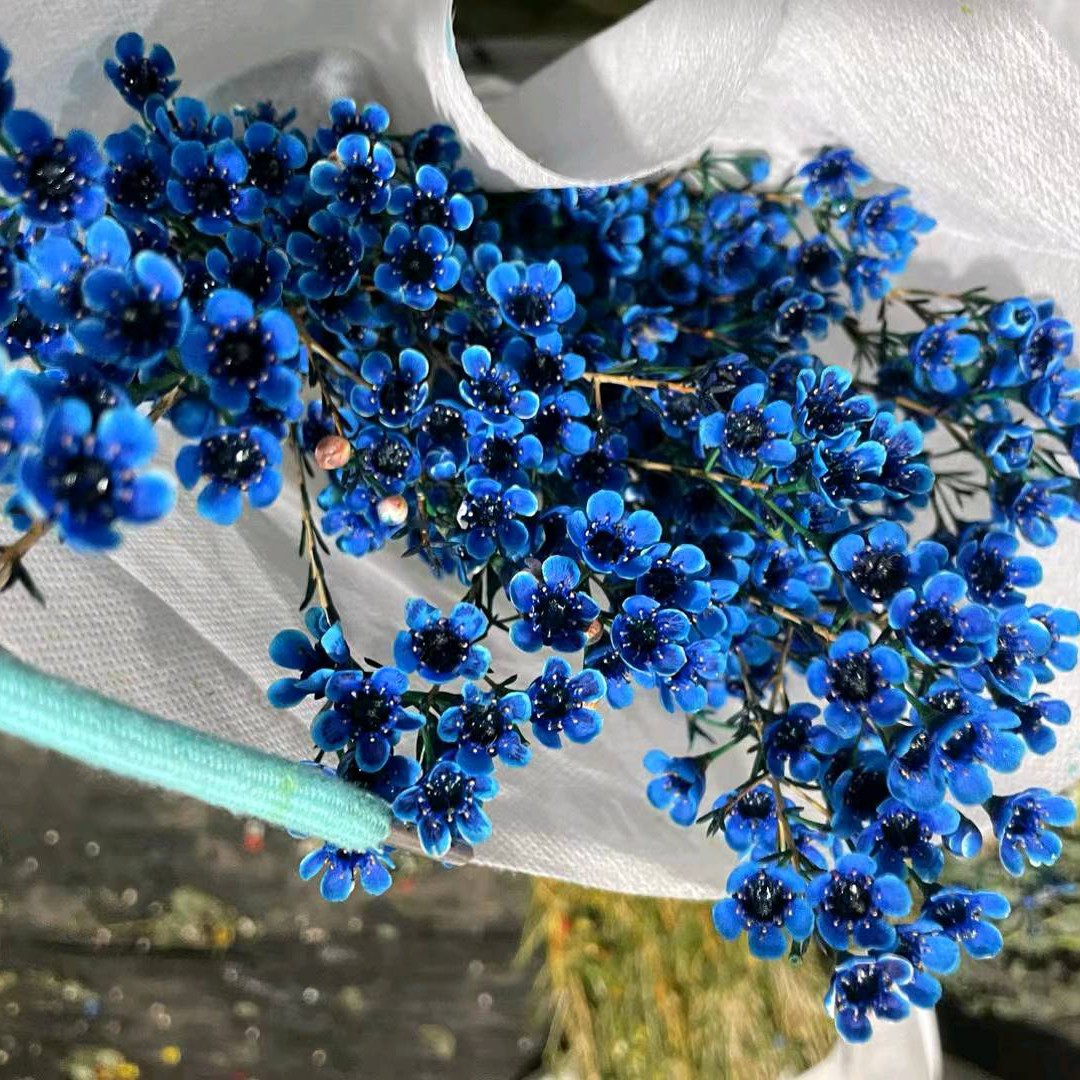 腊梅蓝色染色花