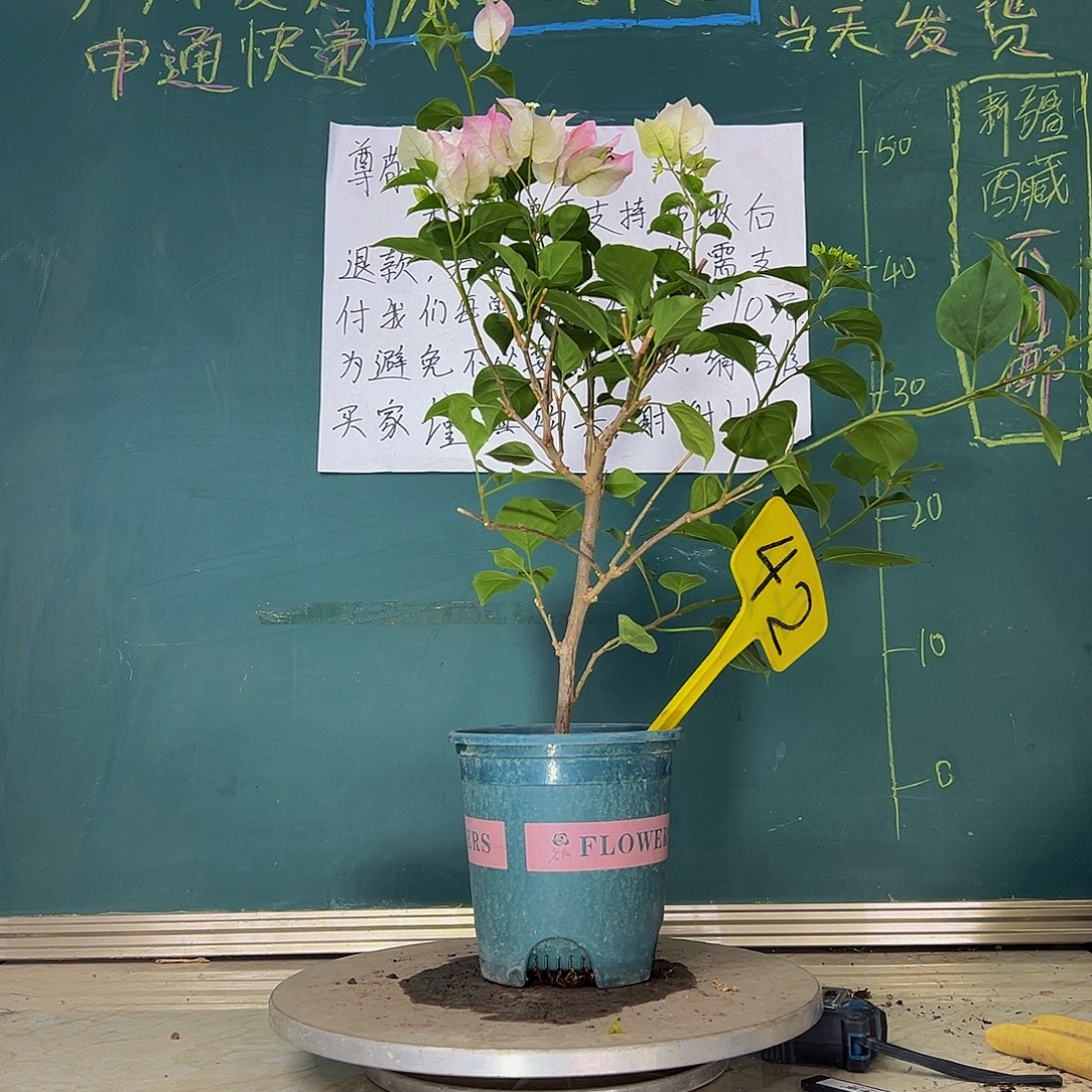 当前无花栽培后可以开花绿樱 42