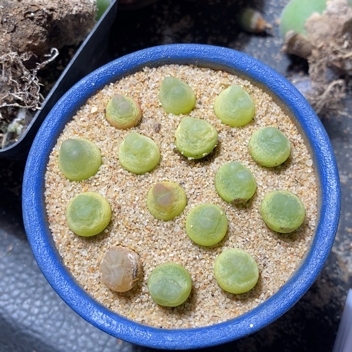 小拉登一颗 1厘米左右