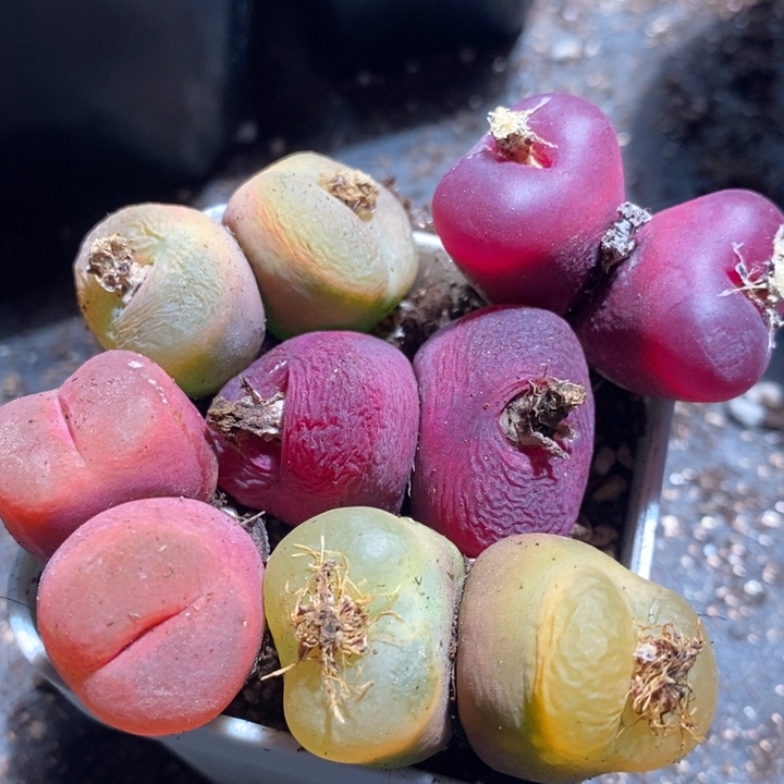 26285一组一组一组