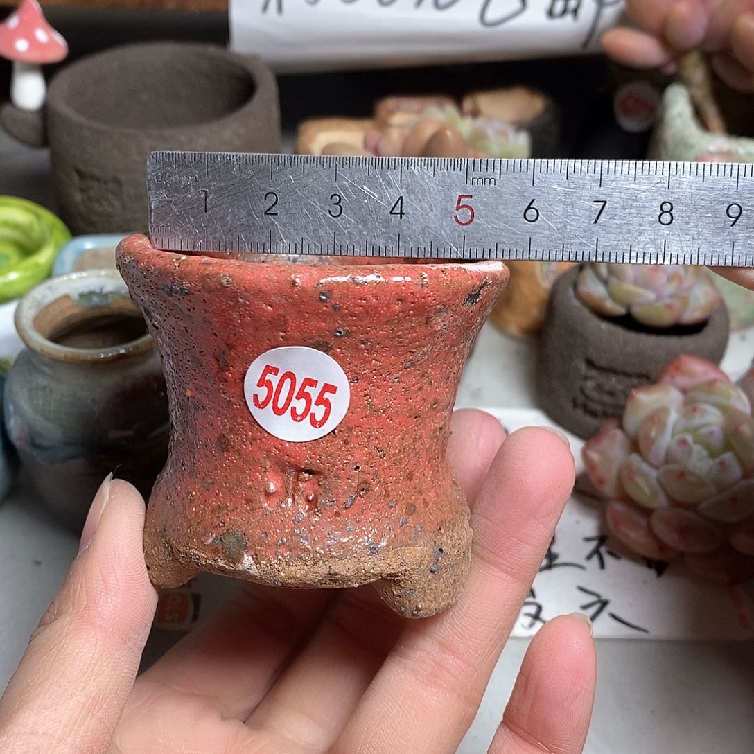 红陶拍5送一个小