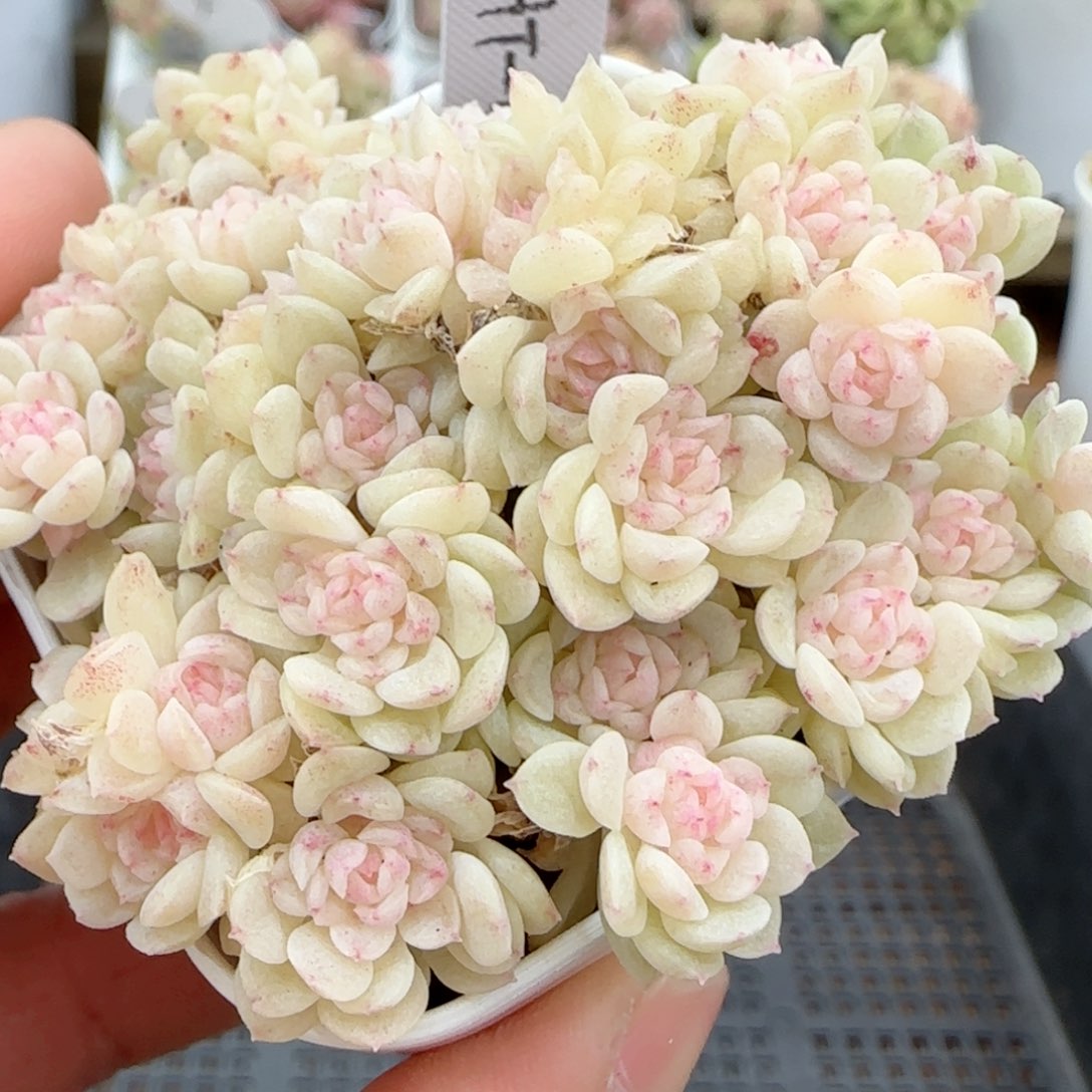 【闪购商品】0116-34（ht-49）