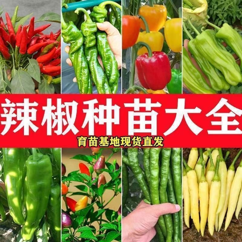 辣椒苗高产蔬菜苗薄皮椒苗长线椒苗螺丝椒苗朝天椒苗牛角椒苗四季