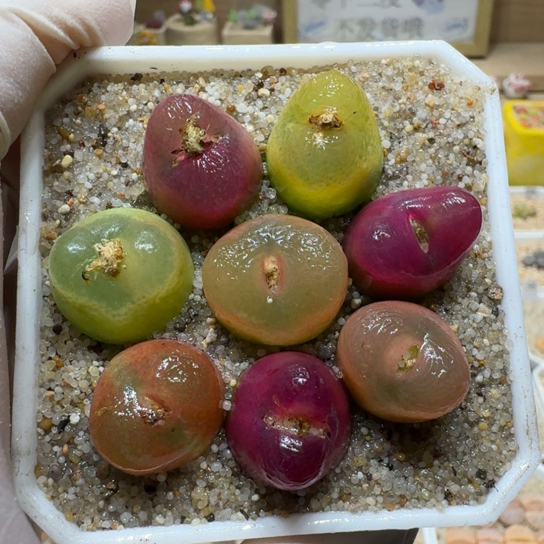 0131-47果冻毛肉锥