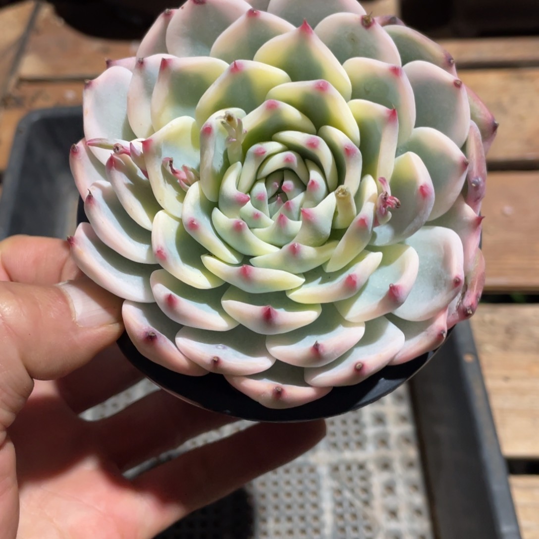 ?**快淘多肉吉娃娃锦一个