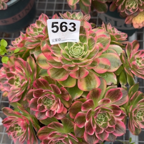 583海王20厘米左右有断枝