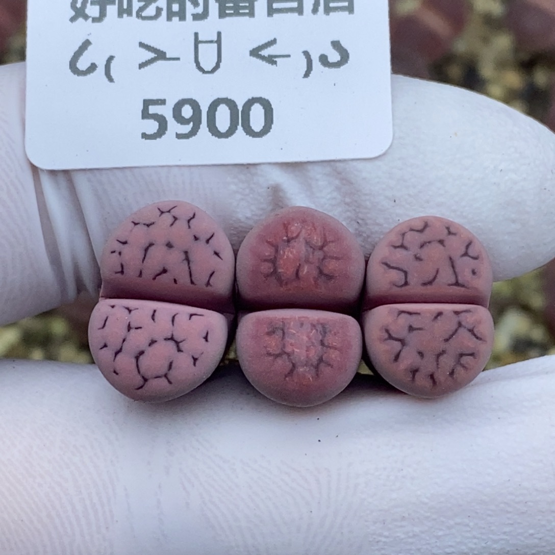 5900。紫花纹。略高。。。。。