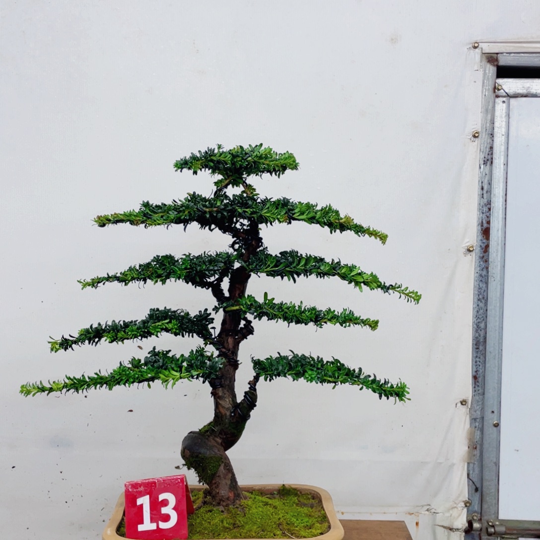 完全开放罗汉松造型艺术