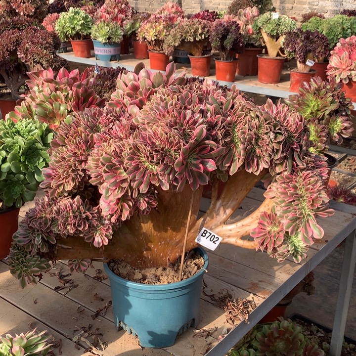 梦***见702粉女巫缀多肉法师