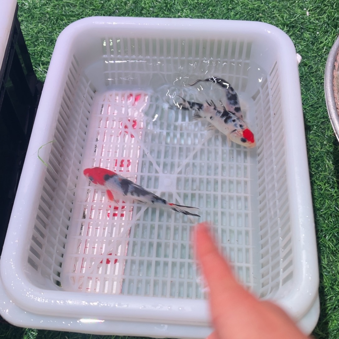 锦鲤锦鲤观赏鱼666