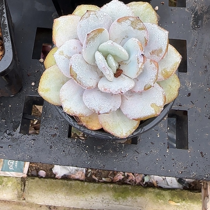 青蛙王子儿童牙膏11