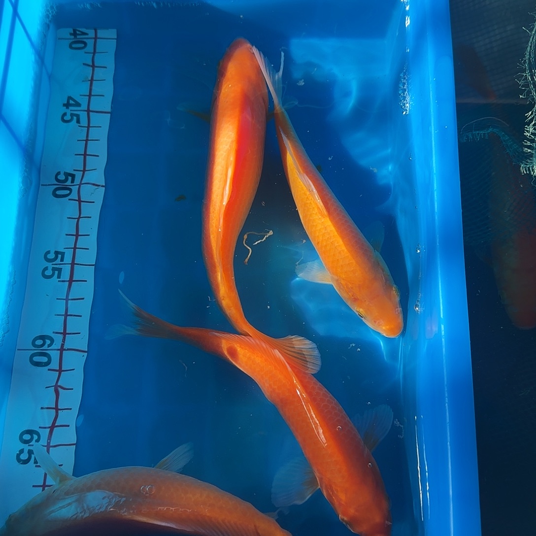 锦鲤小西赤目介子