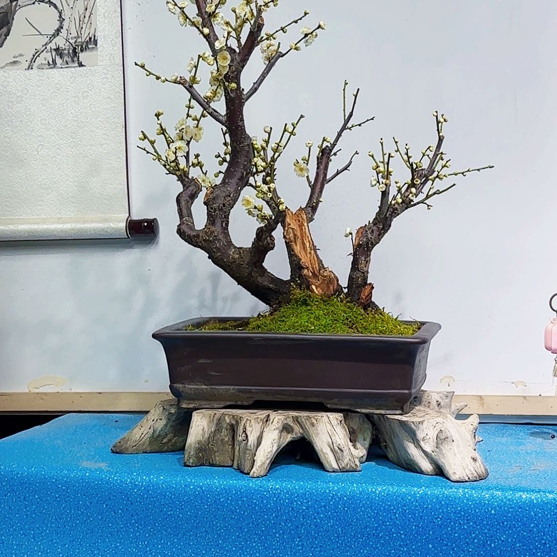 无铅玻璃沾**草g h j j k k l