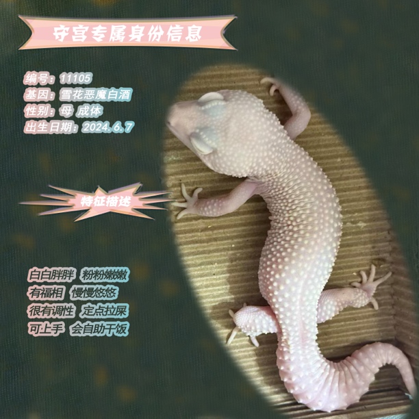 豹纹守宫新手入门温顺好养活可爱活体宠物