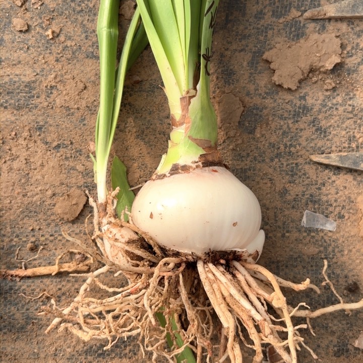 无花朵仙女米德包对版