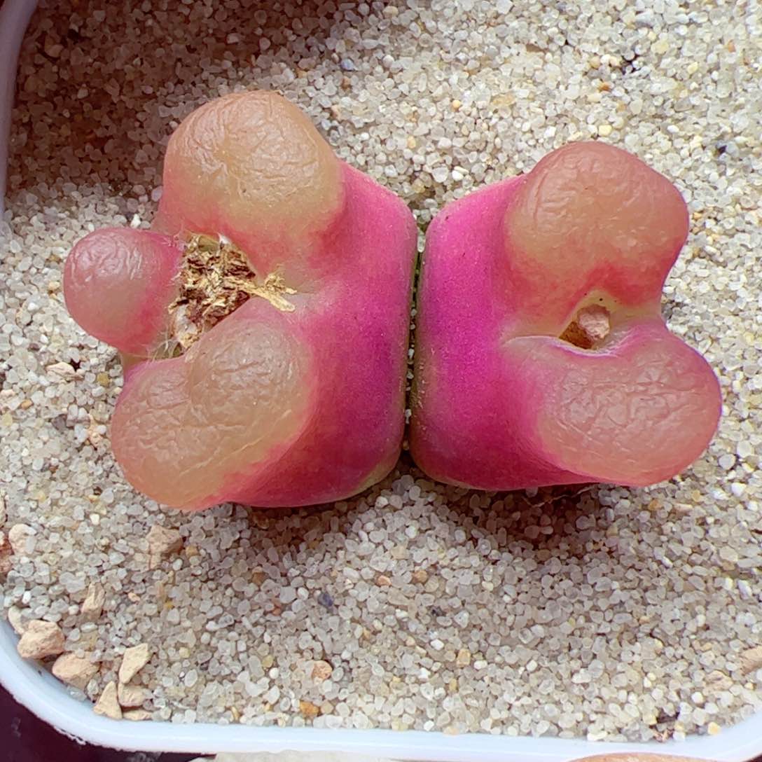 114 优秀的肉肉28