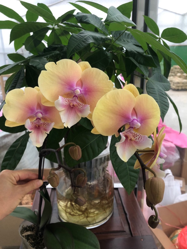 网红新品黄桃之梦《开花株》《中花型大舌头》蝴蝶兰室内花卉懒人养