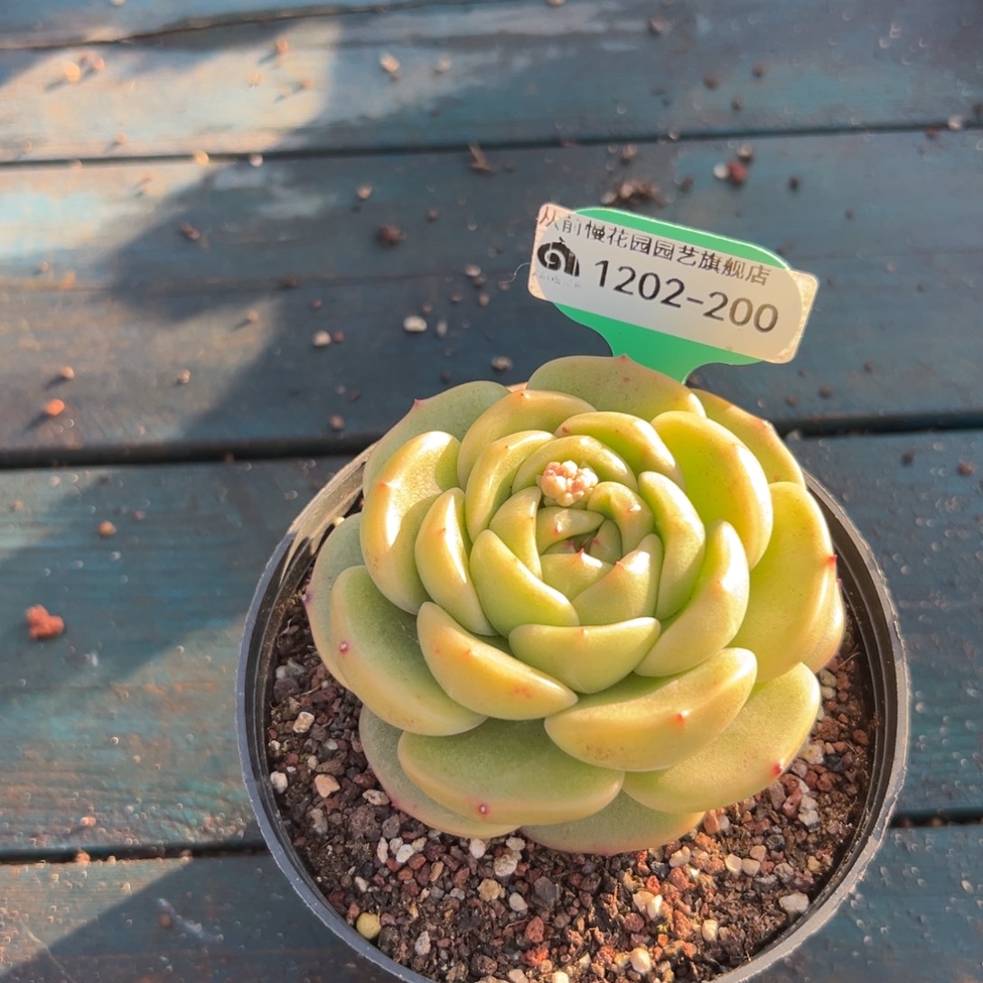 从前慢花园多肉编号1202-200