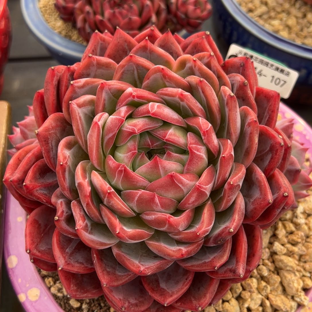 从前慢多肉精选编号0214.107