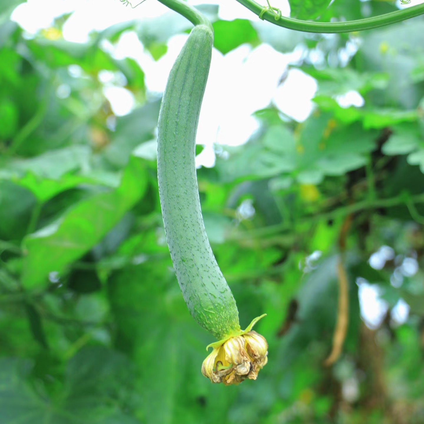 【山货专属】农家丝瓜老乡蔬菜