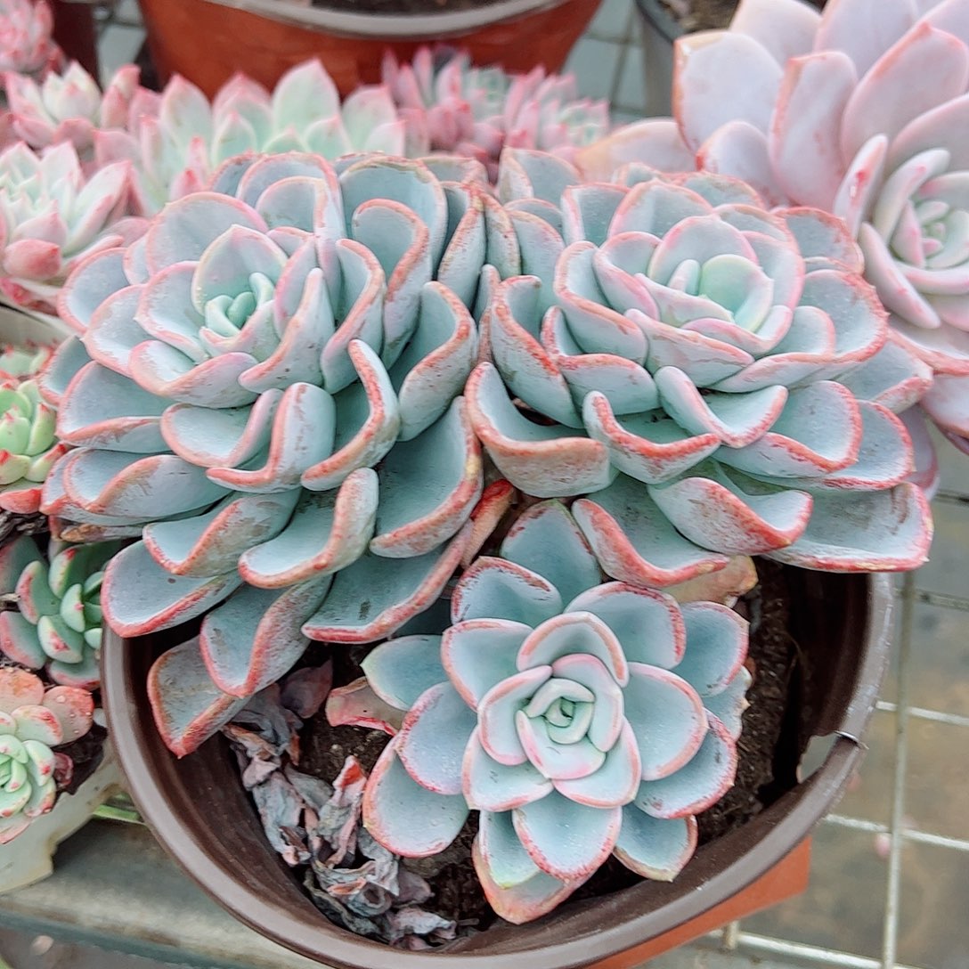 美尻多头群生老桩特价