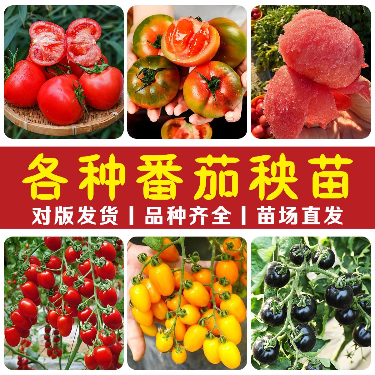 【高产番茄苗】大红番茄大粉番茄黑珍珠番茄四季阳台庭院苗西红柿苗