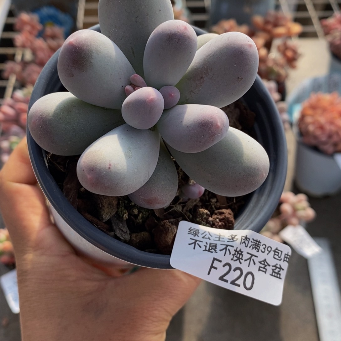 米可奶酪220/6c m