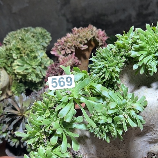 叶***子多肉植物一个妖569