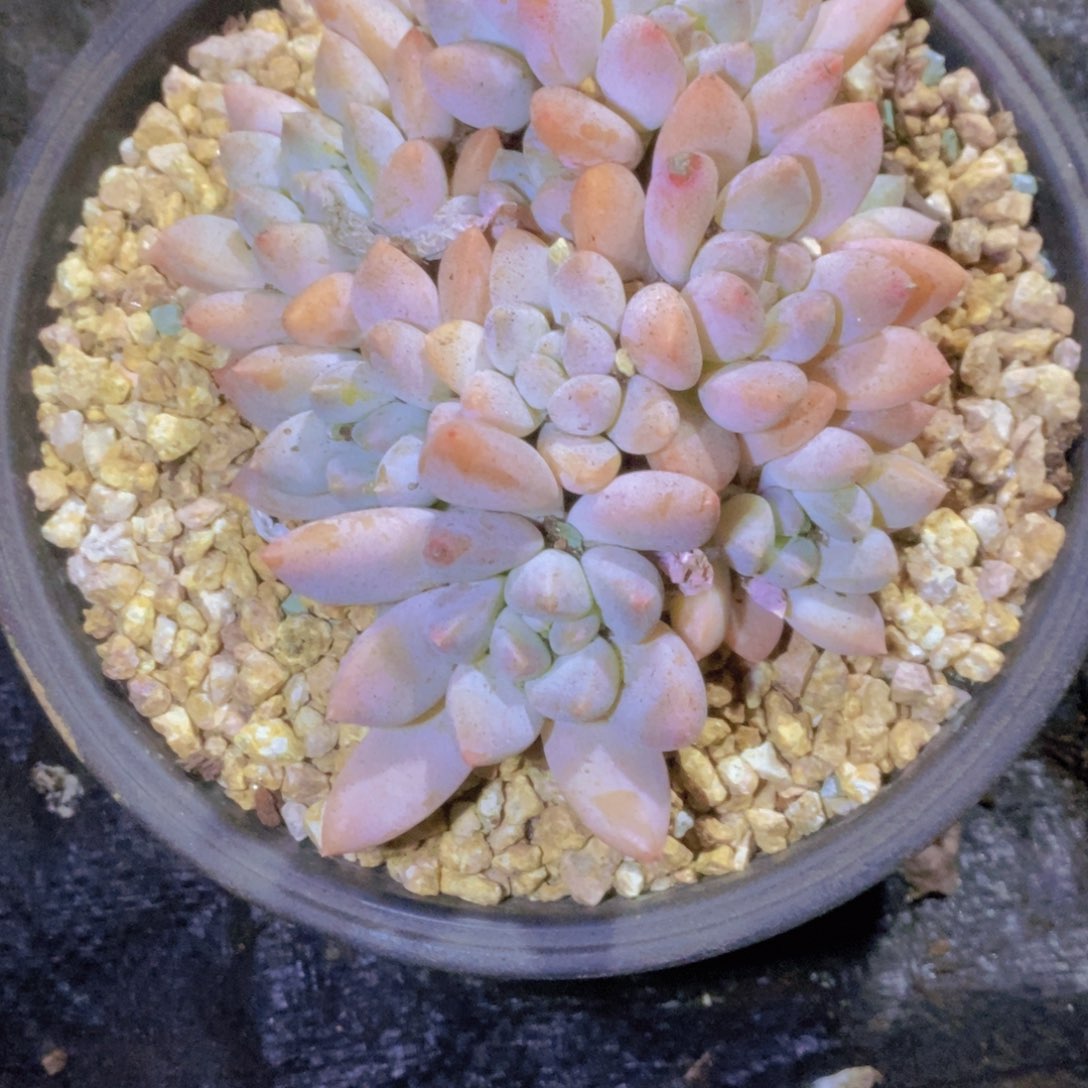 傻眼打榜加油哦好帅我