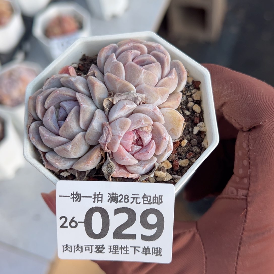 汉堡，多肉多肉多肉多