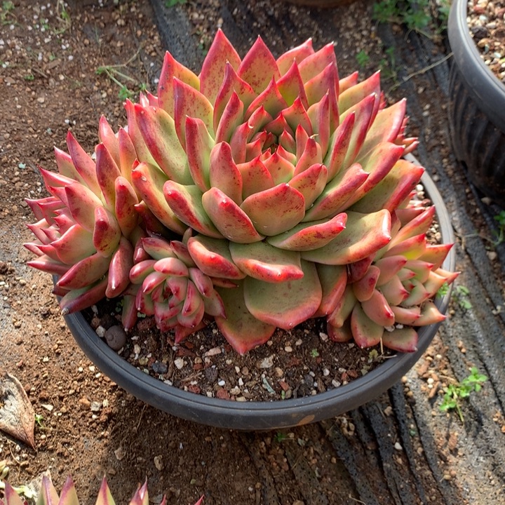 美肉特价活动开始啦