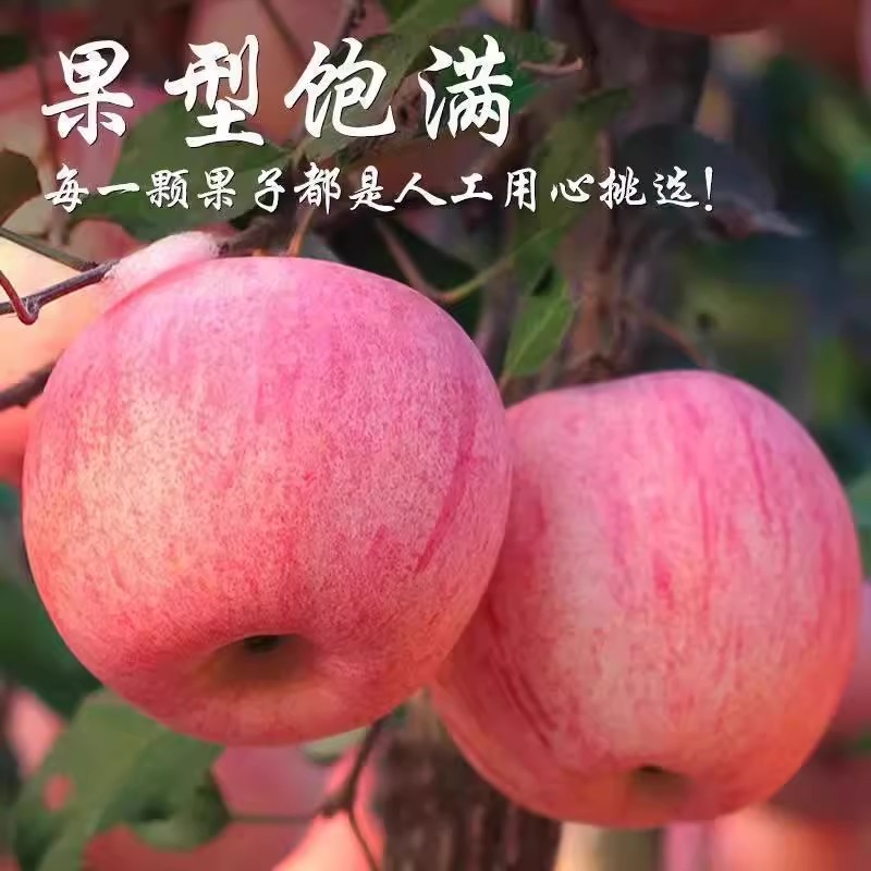 正宗陕西红富士苹果新鲜应季水果脆甜多汁皮薄肉厚