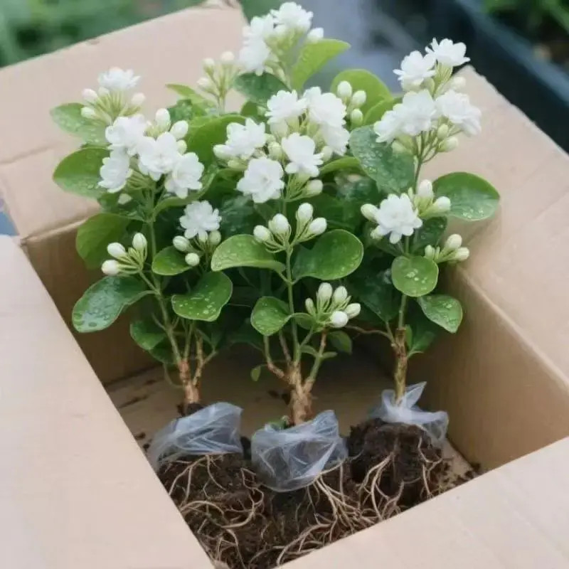 修剪后发货精品茉莉老桩重瓣茉莉花盆栽四季开花好养活室内外绿植