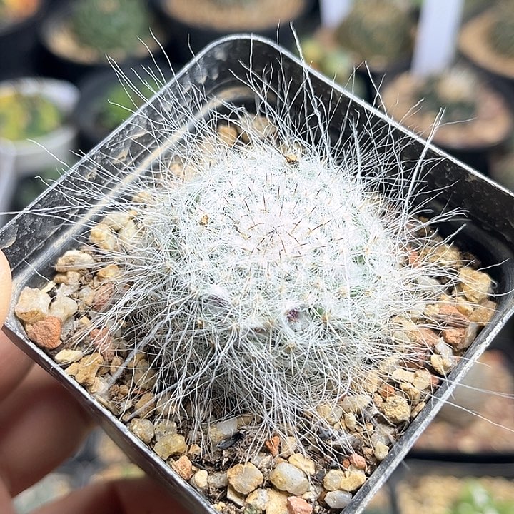 长毛雪猿玉翁实生球3.8公分