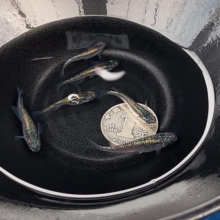 青鳉鱼海王星6条6号