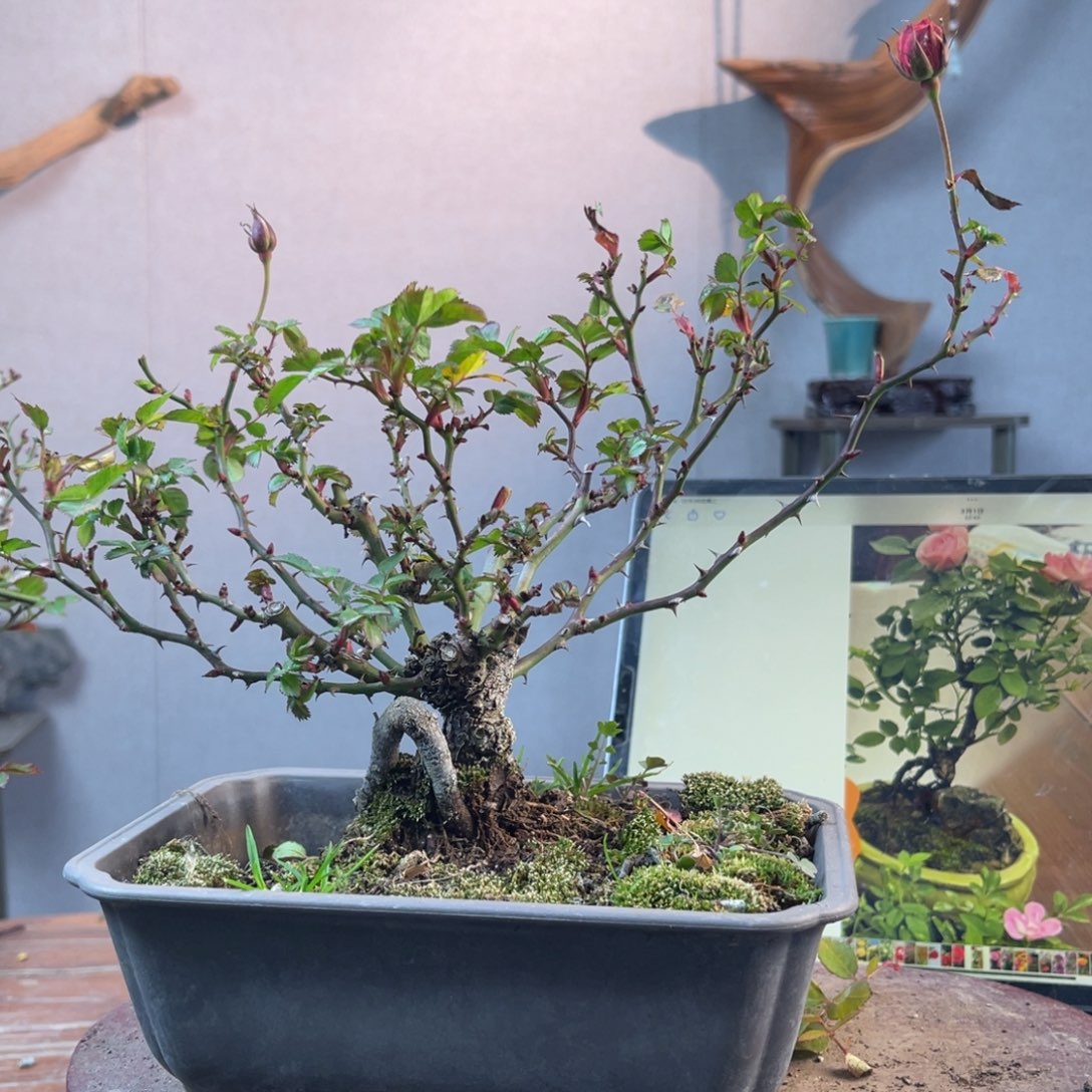 银***杏少量花朵（建议范围：2朵-5朵 或40%以下）