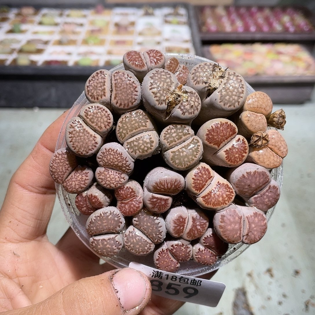 859当天凑满十八元包邮生石花