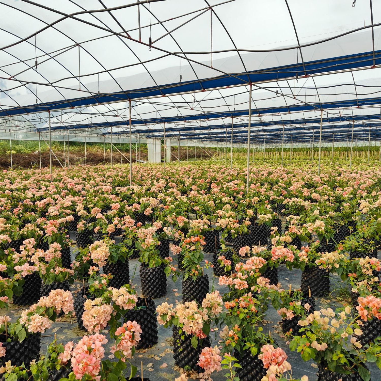 运~三角梅运输途中落花落叶折枝黑苞属正常现象，介意勿拍