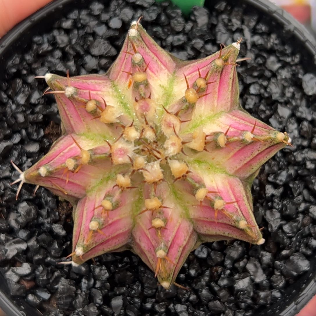 泰系实生白锦肋骨海神H63